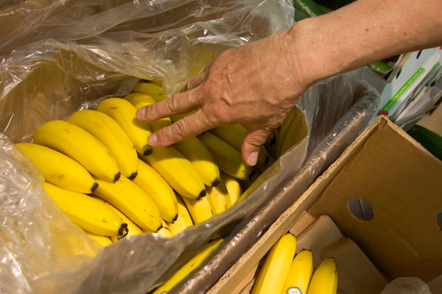Polizist Jörg Sch. zeigt die gefangene Spinne. Das Tier saß im Supermarkt zwischen den Bananenstauden.