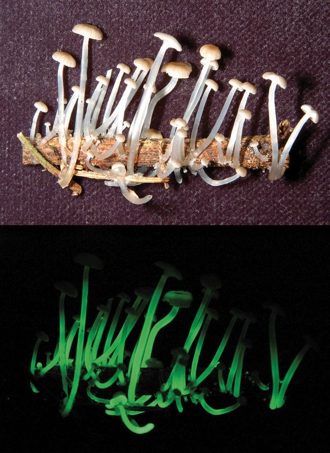Der Totenlicht-Pilz (Mycena luxaeterna) leuchtet im Dunkeln