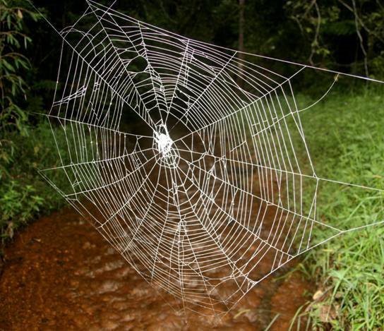 Das Riesennetz der Caerostris darwini