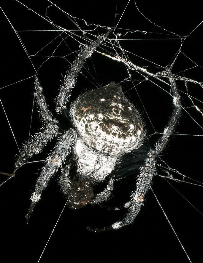 Die Spinne Caerostris darwini