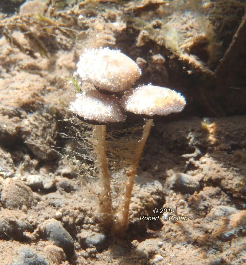 Ein im Wasser lebender Pilz: Psathyrella aquatica