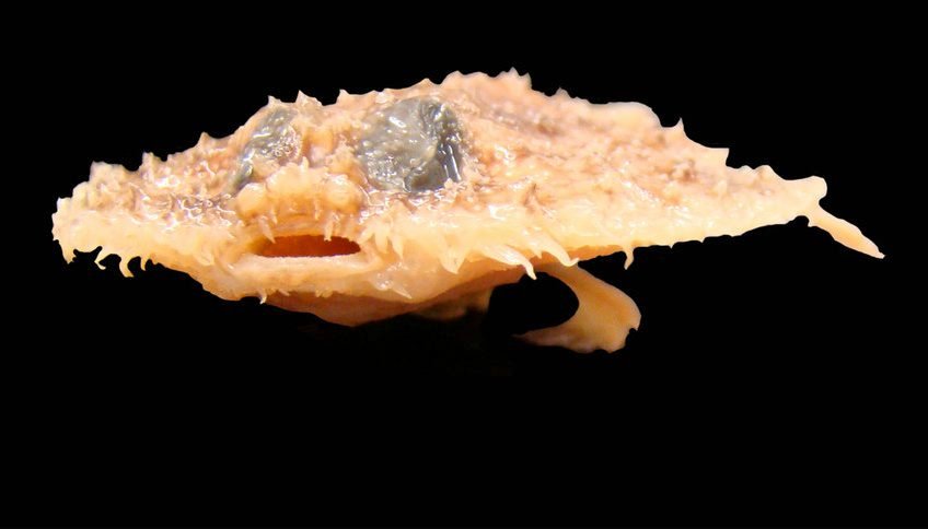 Halieutichthys intermedius haben Forscher 2010 in mit Öl verseuchten Gebieten des Golfs von Mexiko entdeckt. Das Tier gehört zur Gruppe der sogenannten Seefledermäuse und läuft über den Boden statt zu schwimmen.