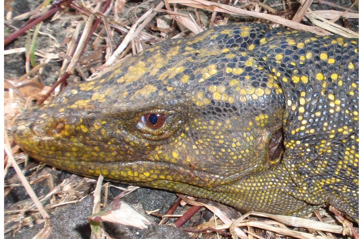 Varanus bitatawa ernährt sich von Früchten.