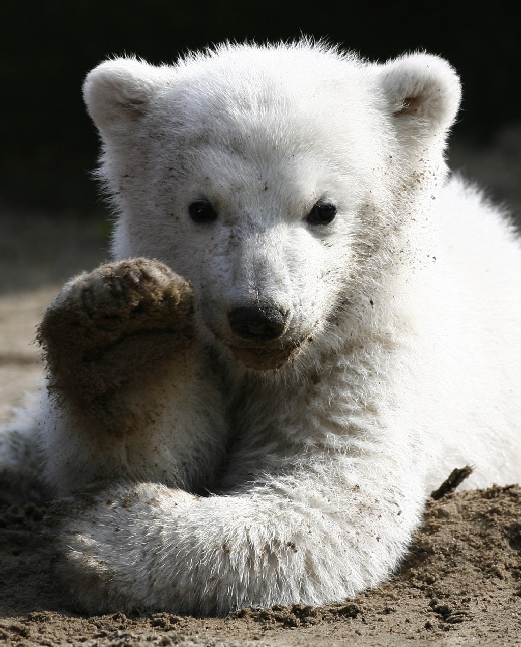 Unser Eisbär war ein echter Superstar!