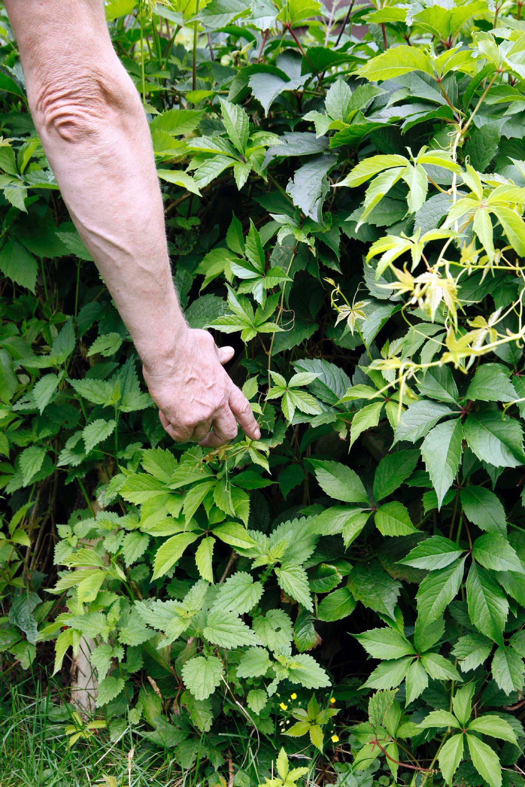 In dieser Hecke lebte die Spinne.