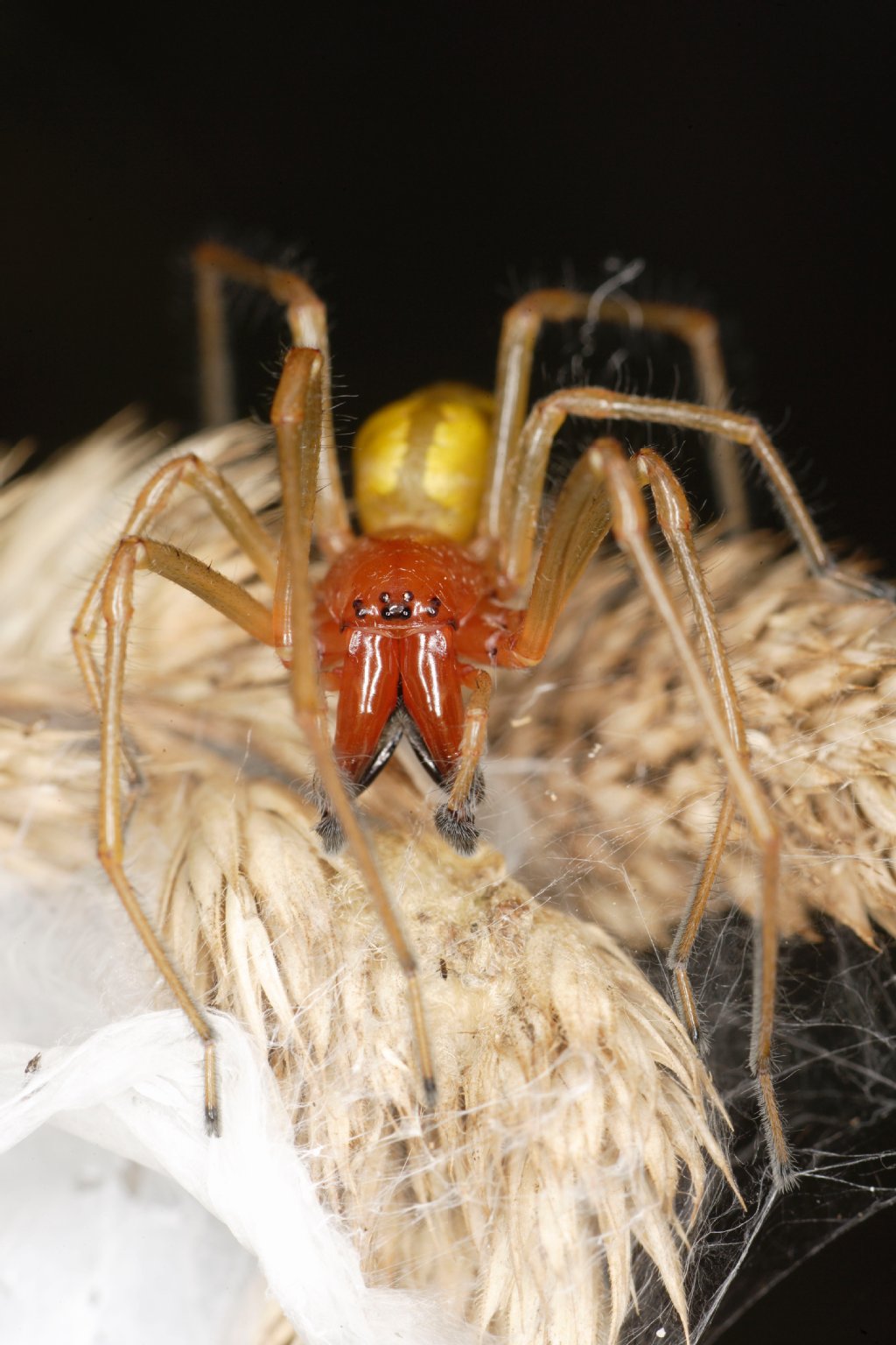 Killerspinne Dornfinger