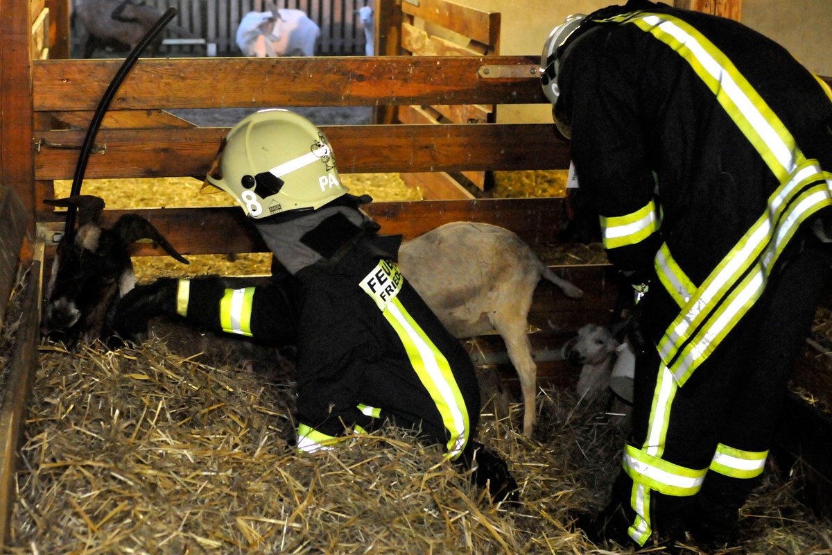 Sondereinsatz für die Feuerwehr: 166 Ziegenleben standen auf dem Spiel!