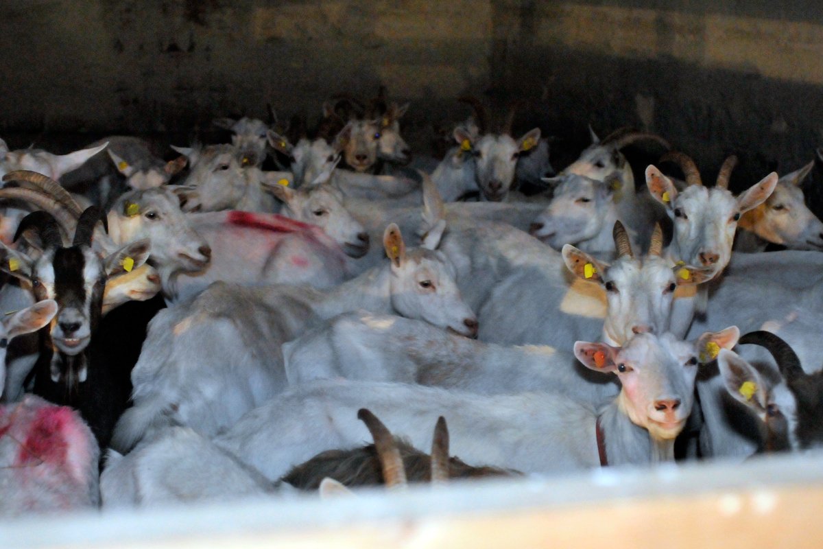 166 schlafende Jungziegen waren betroffen.