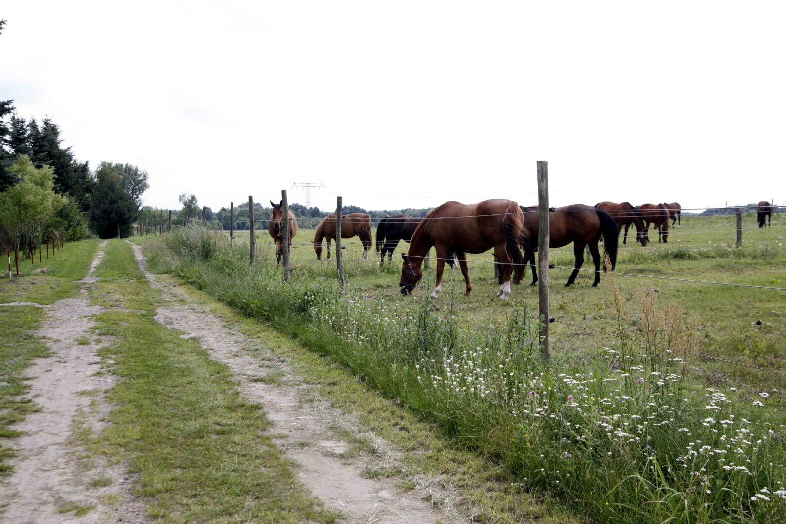 Die Pferdekoppeln in Landschaftsschutzgebiet sollen Bauland werden.