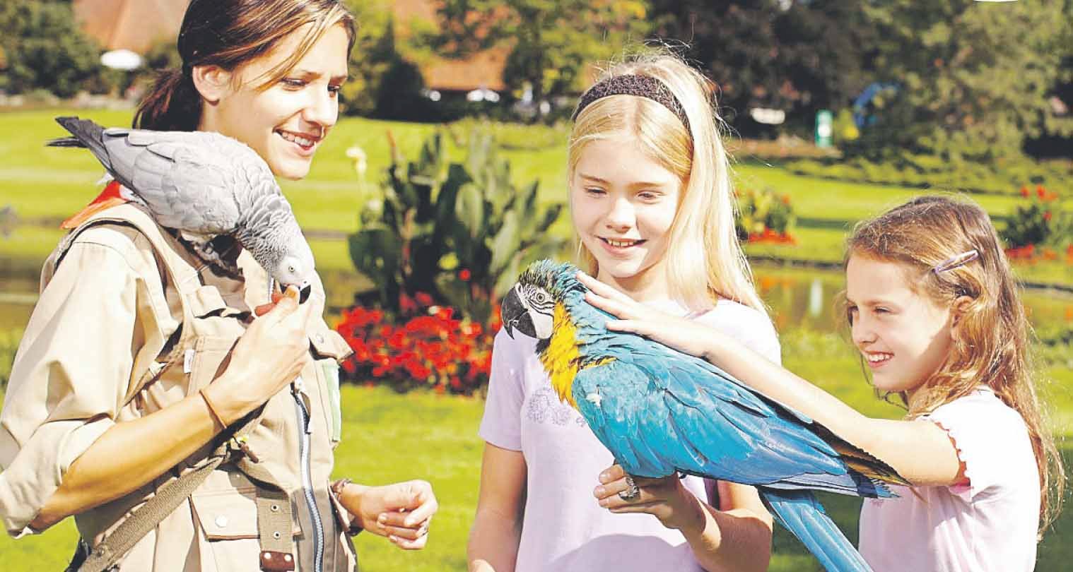 Kleiner Weißer Vogel Abenteuer Im Kensington Park Abenteuer Ferien: Die faszinierende Welt der Vögel