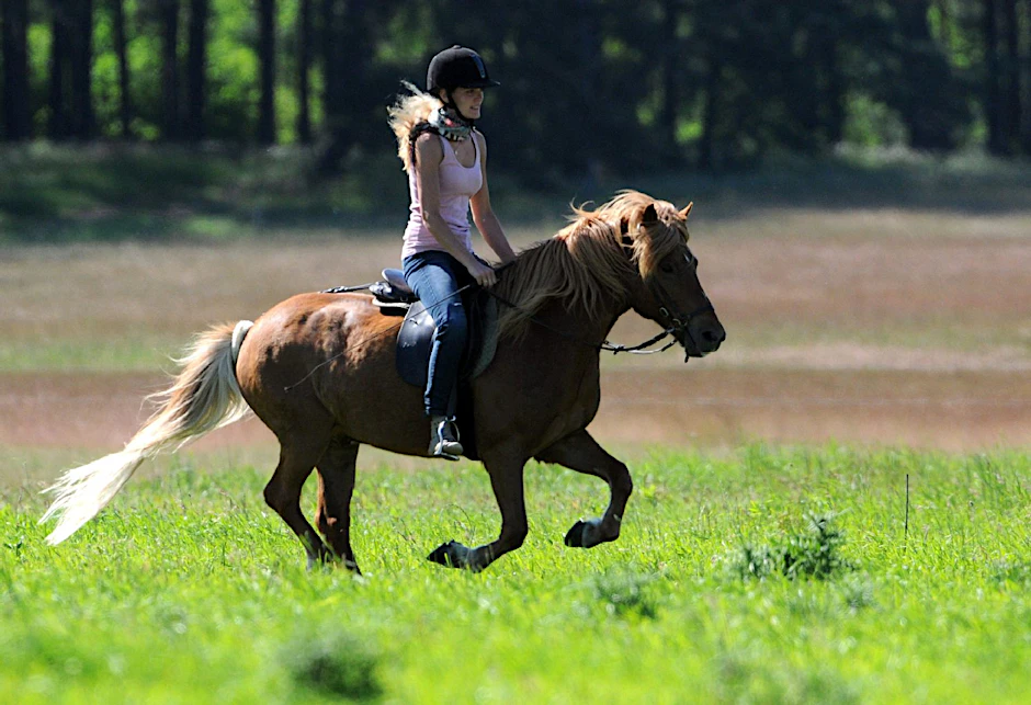 Und los! Im Galopp geht es über Wiesen und Felder!