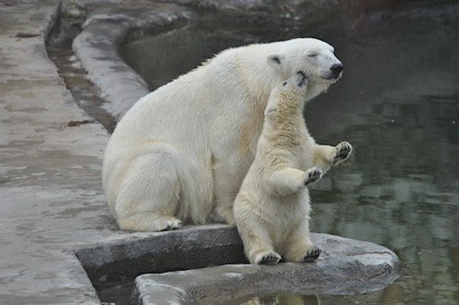 Das neue Berliner Eisbären-Mädchen spielt mit seiner Mama im Moskauer Zoo. Die Kleine könnte ein Star wie der verstorbene Knut werden.
