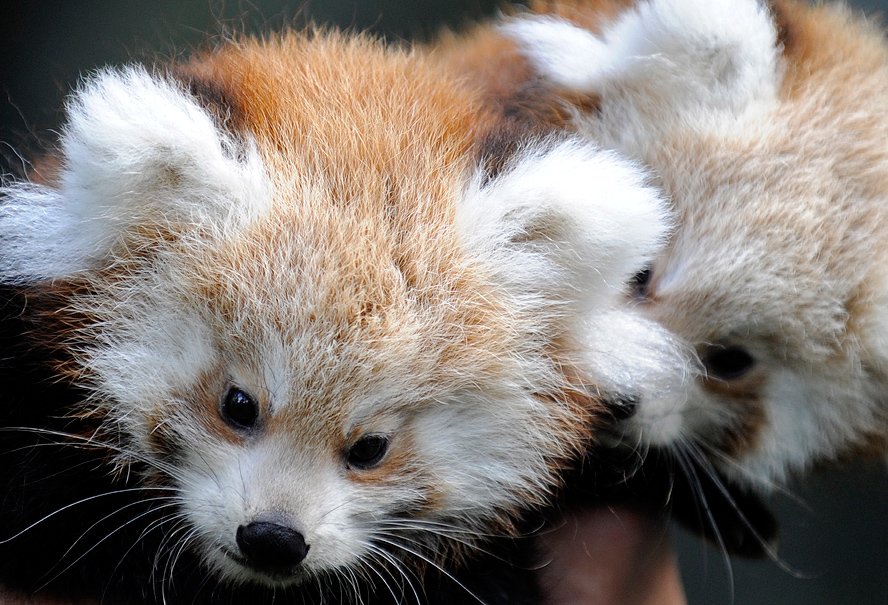 Image - Kit und Kitty: Nachwuchs bei Kleinen Pandas