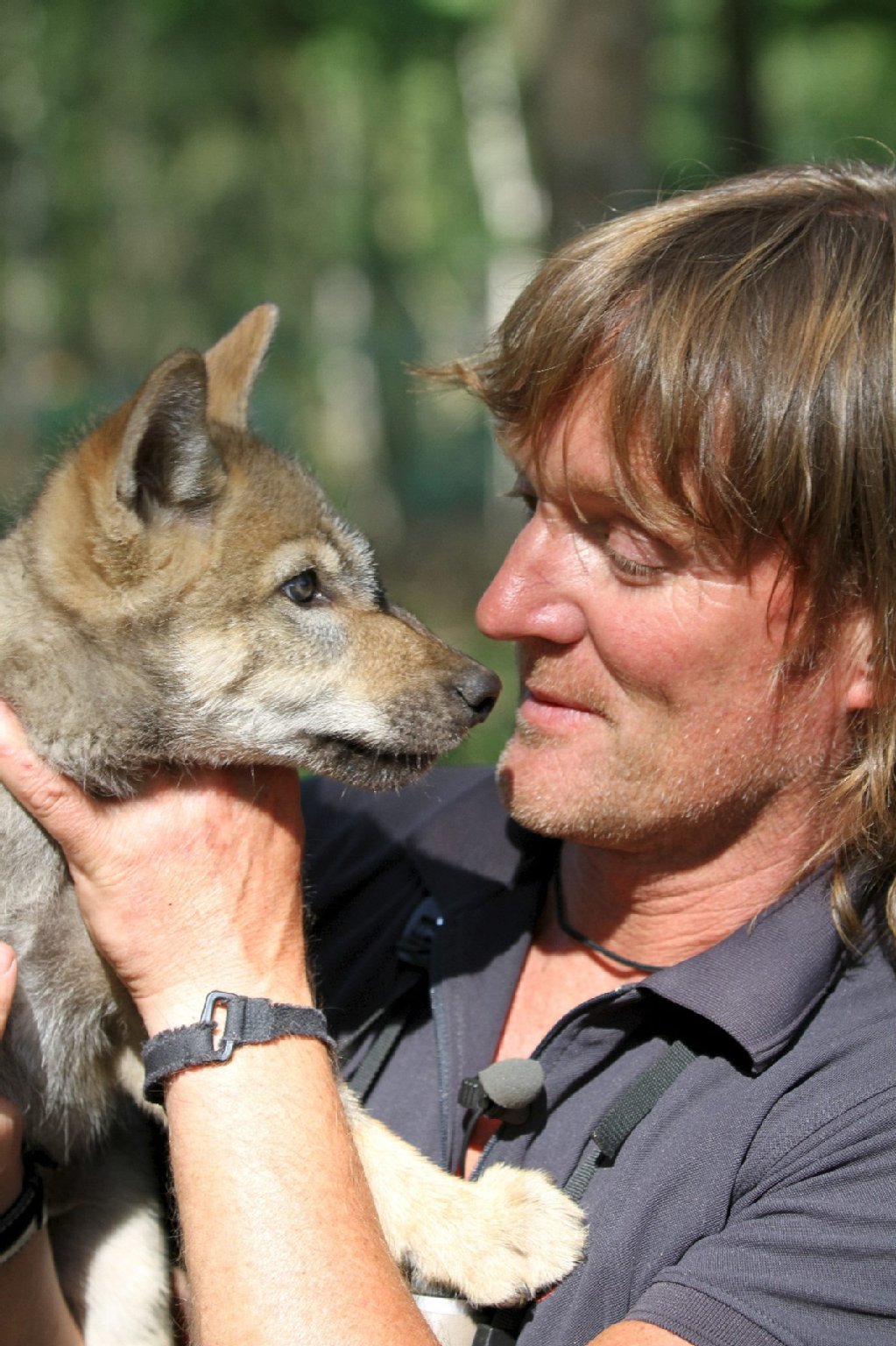 Image - Wolfsfälscher ZDF Ausreden Andreas Kieling Betrug Hunde Wölfe
