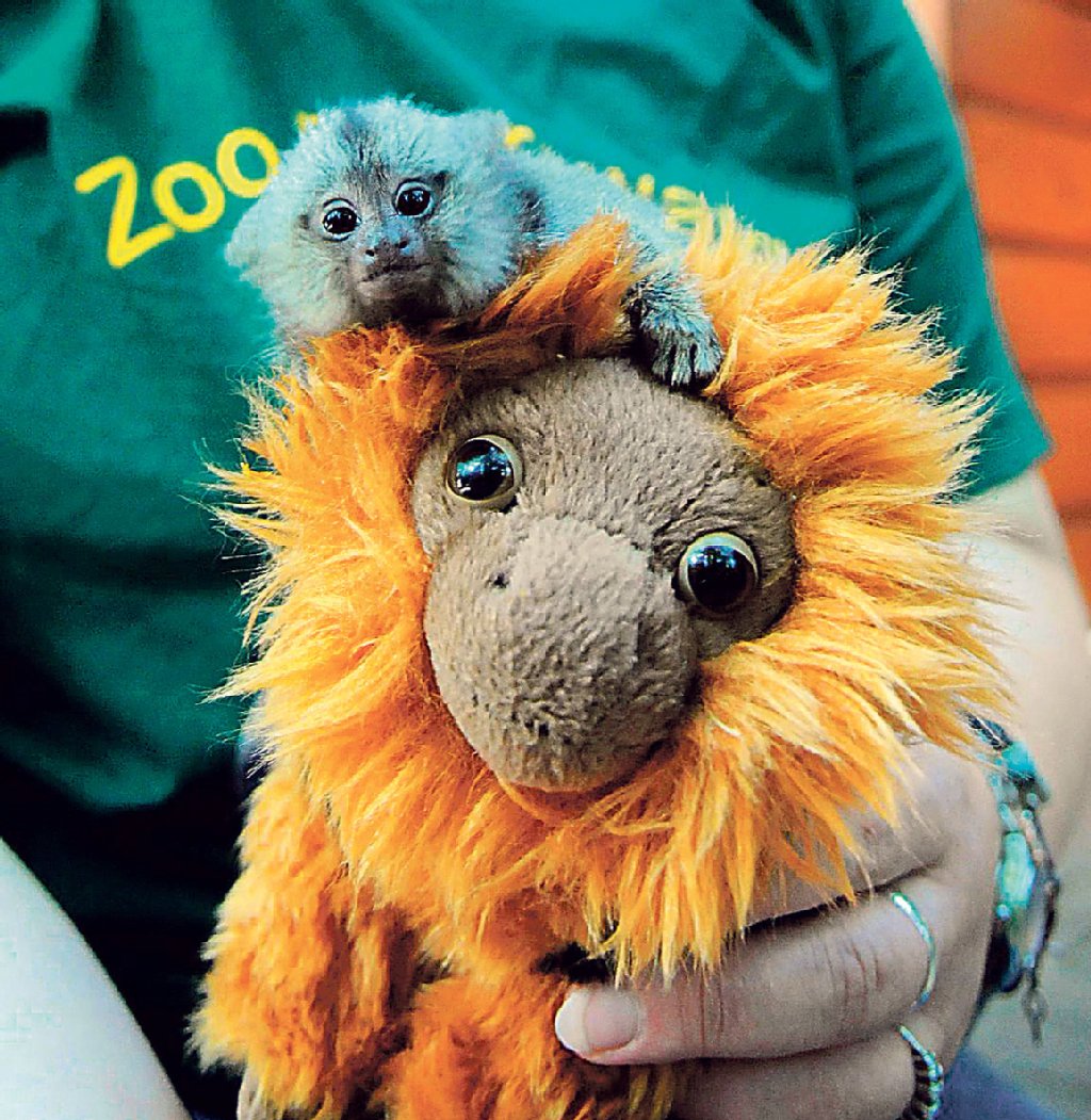 Von der Mutter verstoßen: Das Flaschen-Äffchen von Eberswalde