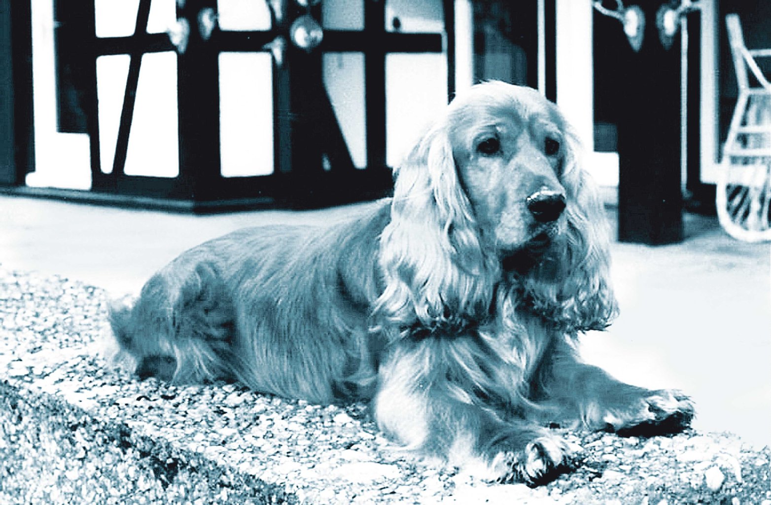 Der wollte nicht nur spielen... Honeckers Cocker Spaniel Flex attackierte jeden, der ihm vor die Schnauze kam. Auch wegen ihm verlor Lothar Herzog seine Stelle.