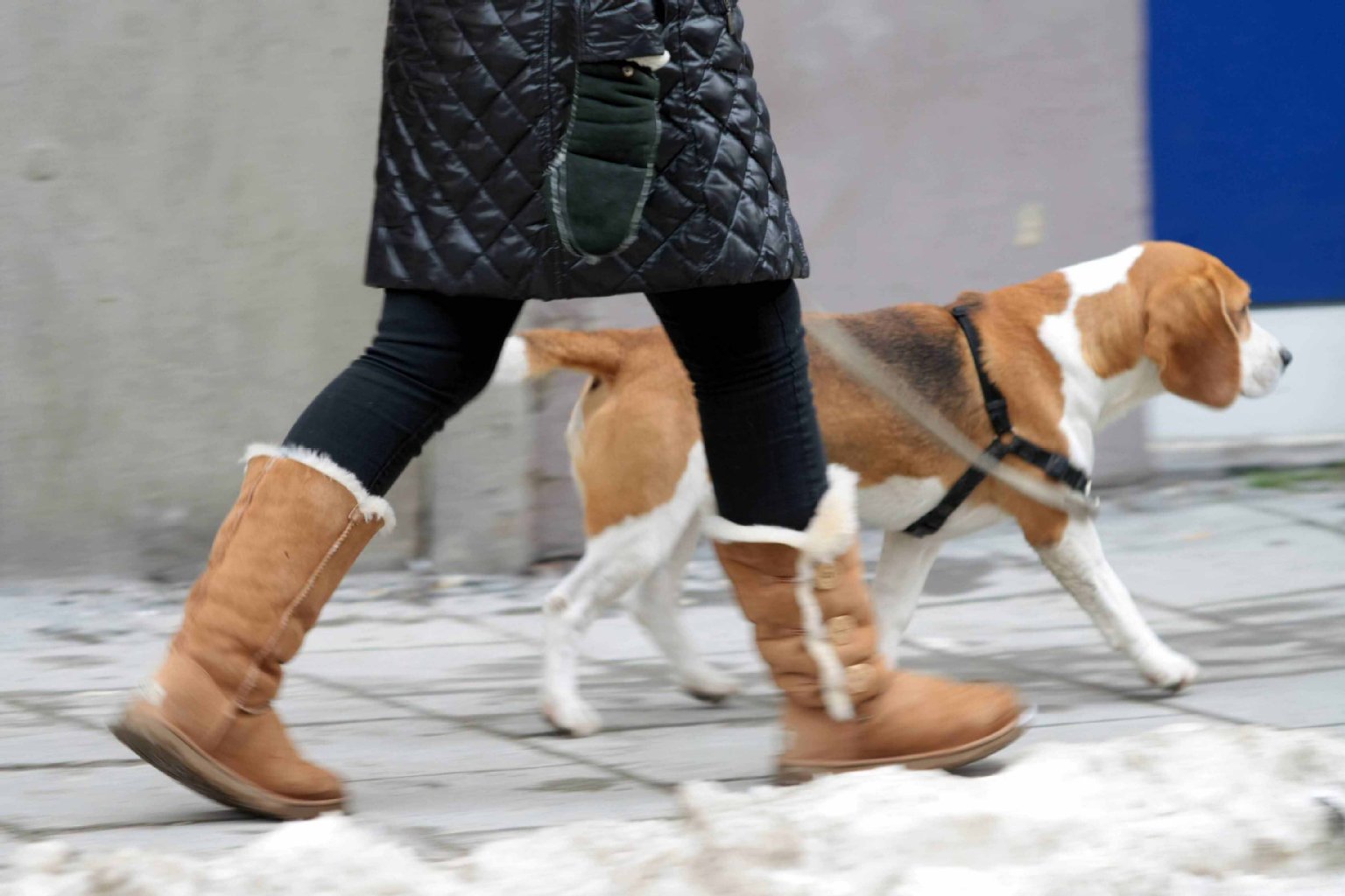 Mehr Kontrolleure, Leinenzwang: Strengeres Hundegesetz für Berlin ist fertig