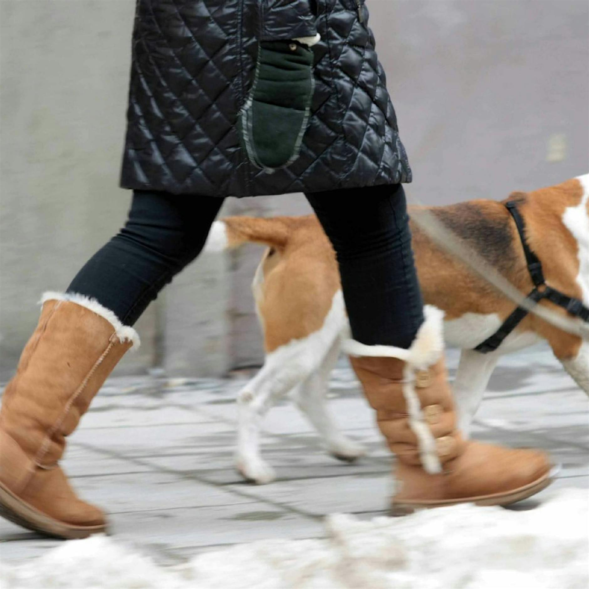Mehr Kontrolleure, Leinenzwang: Strengeres Hundegesetz für Berlin ist fertig