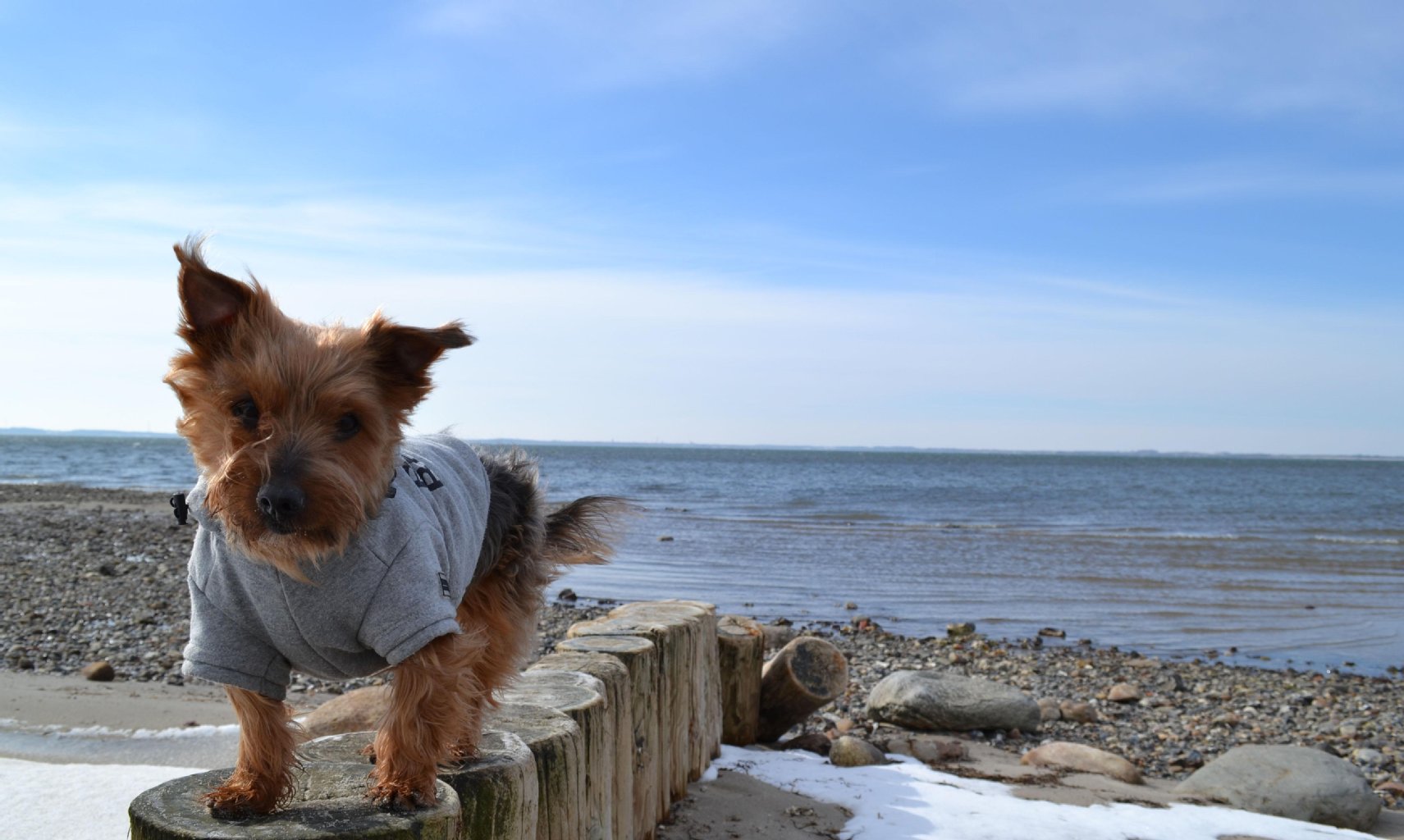 Image - Hundeskanzler 2013 - Jetzt geht's richtig los: Rocky ist der erste Champion!