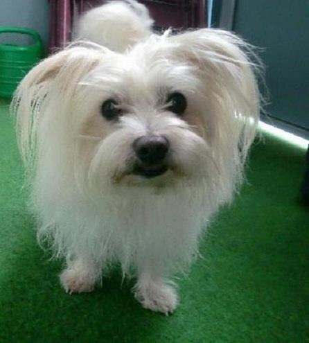 Image - 6. Wochengewinner Hundeskanzler: Rocky rockt sich an die Spitze