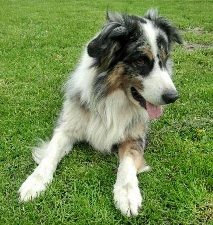 Image - 7. Wochengewinner Hundeskanzler: Jackson holt den Jackpot