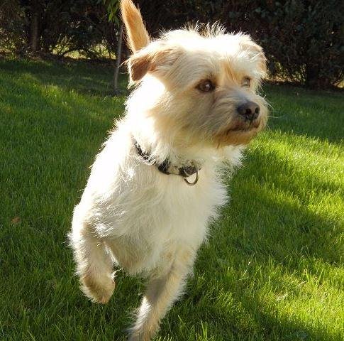 Image - 8. Wochengewinner Hundeskanzler: Spike sprintet zum Sieg