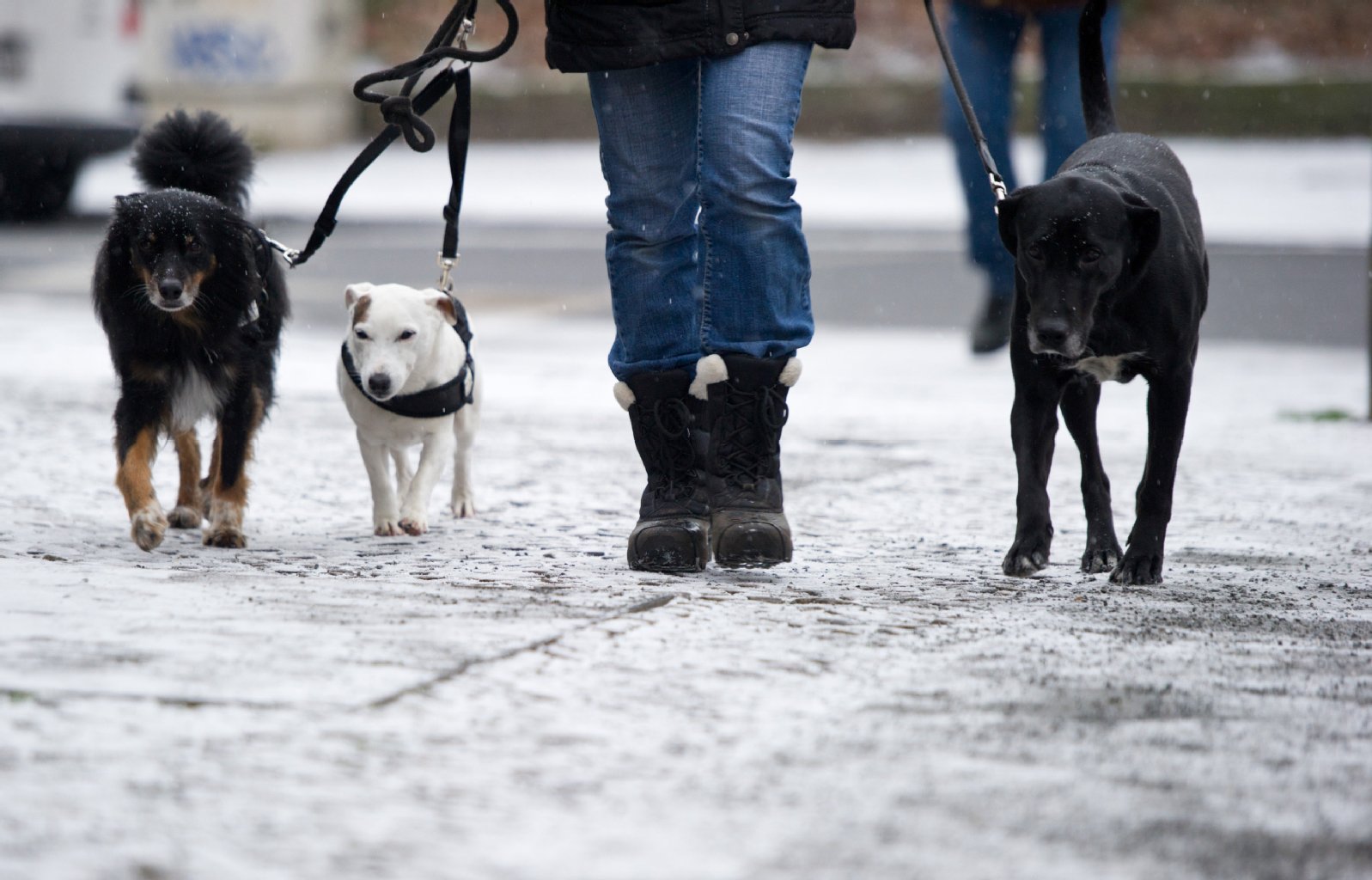 ... wie Hunde von miesem Wetter stoppen.