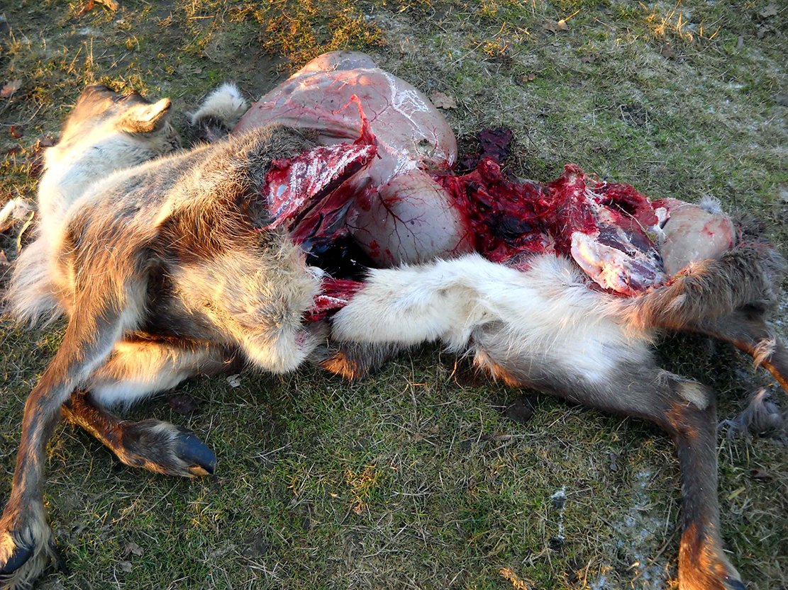 Überreste eines vom Wolf gerissenen Stück Wildes, der Hauptnahrungsquelle des Raubtieres in Brandenburg.
