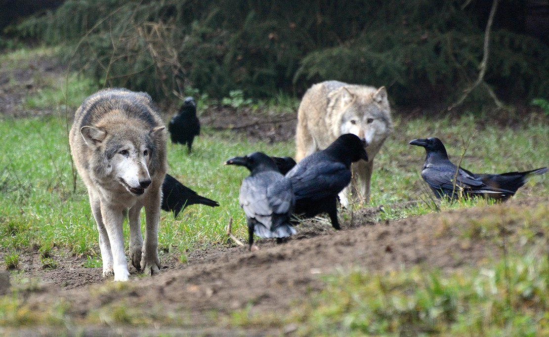 Story und sein Rudel dulden Raben im Gehege. Auch in freier Wildbahn teilen die Tiere ihre Beute mit den Vögeln.