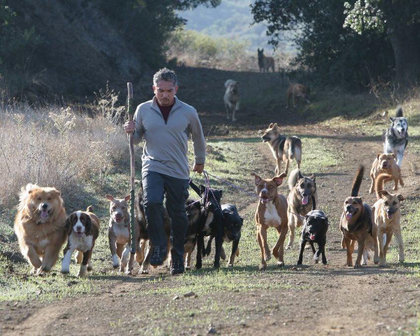Image - Umstrittener TV-Hundetrainer: Cesar Millan: Der harte Hund für ungezogene Hunde