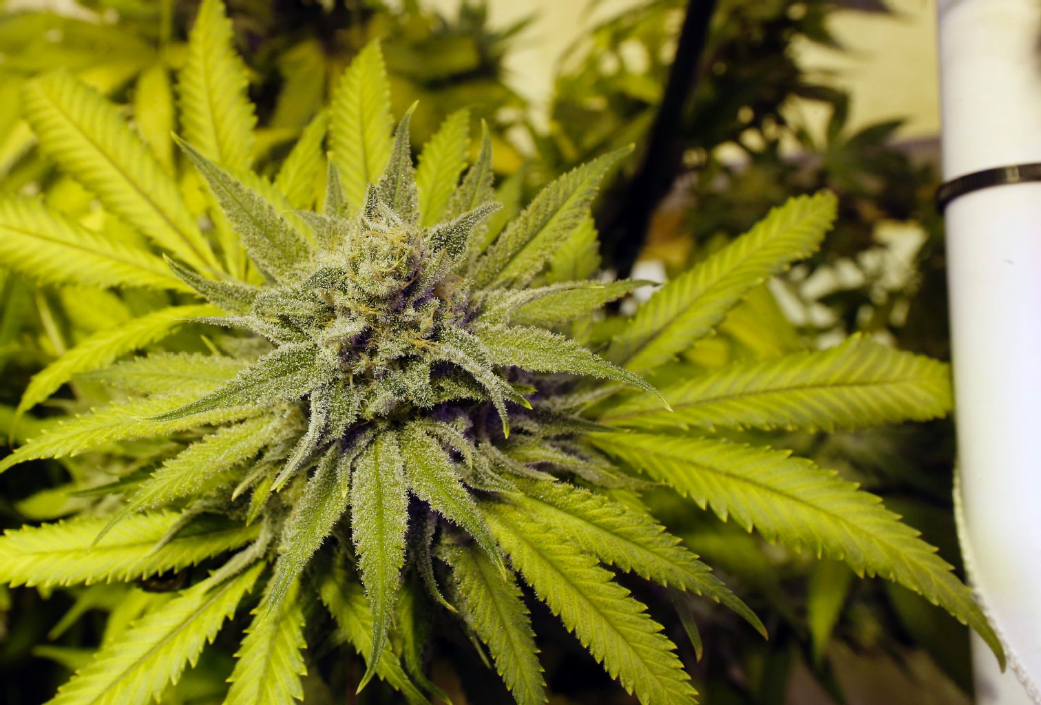 Cannabis-Opa dampft in den Knast ab
