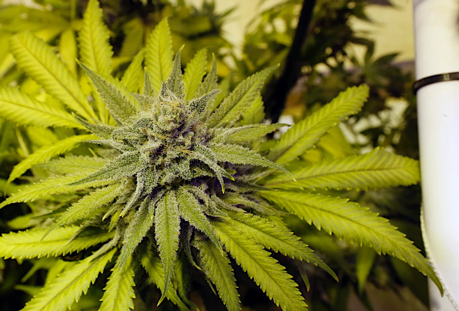 Blühende weibliche Cannabis-Pflanze.