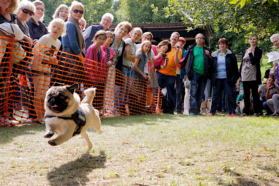 Mit fliegenden Ohren saust dieser Mops ins Ziel. Damit er die 50-Meter-Strecke so schnell läuft, sprintet sein Herrchen vorne weg. Rund 6 Sekunden war die schnellste Zeit.