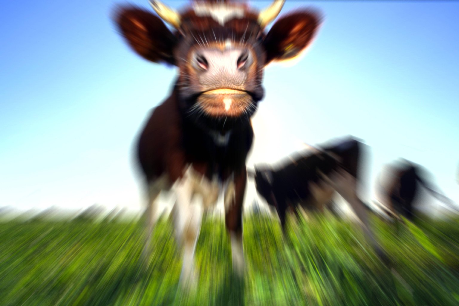 Image - Kuh dreht durch: Polizisten erschießen randalierendes Rind