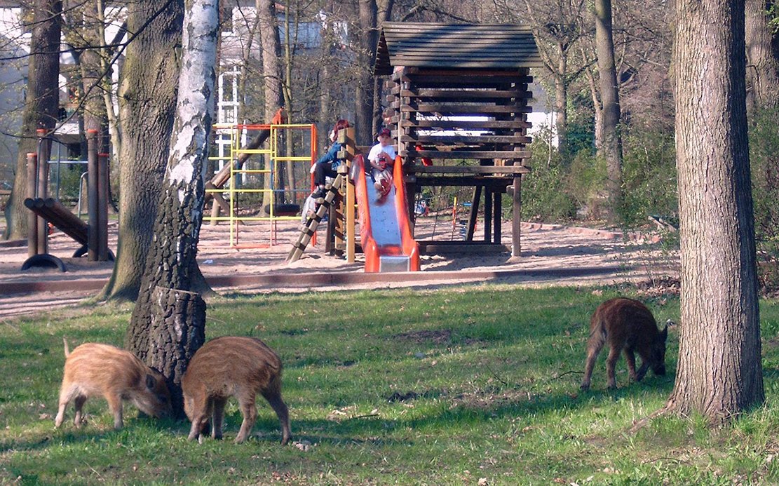 Die Frischlinge auf einem Kinder-Spielplatz lassen sich bei ihrer Suche nach Futter nicht stören.