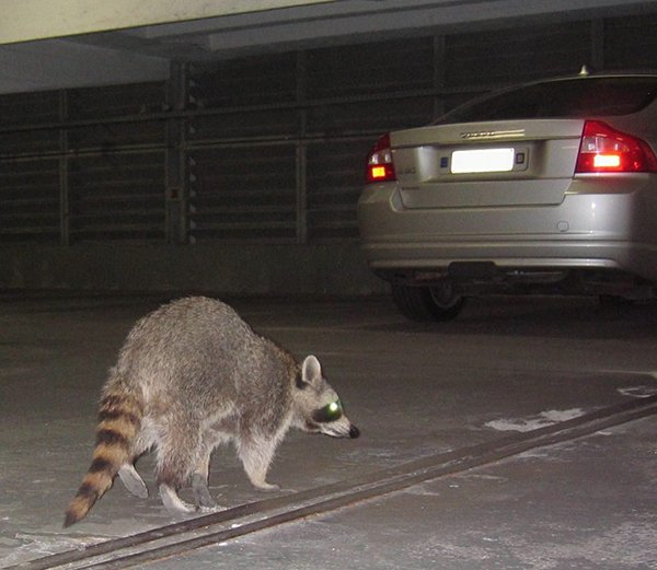 Der Waschbär streift seelenruhig durch ein Parkhaus. Der Räuber frisst gern Abfälle.