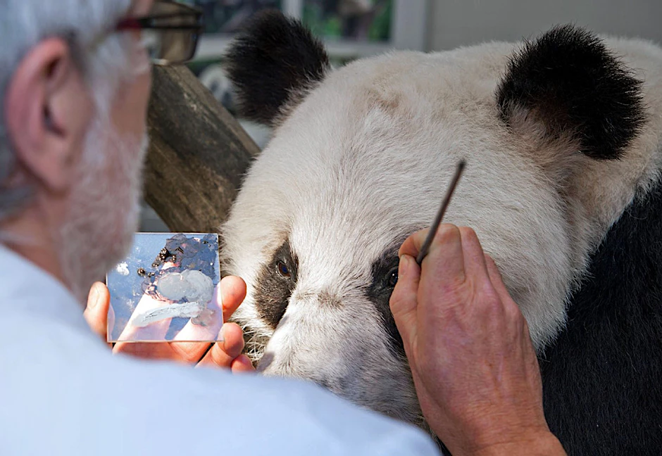 Letzter Schliff für den ausgestopften Panda-Mann Bao Bao. Ein Präparator arbeitet mit Pinsel und Farben das schwarze Augenfeld des Tieres nach.