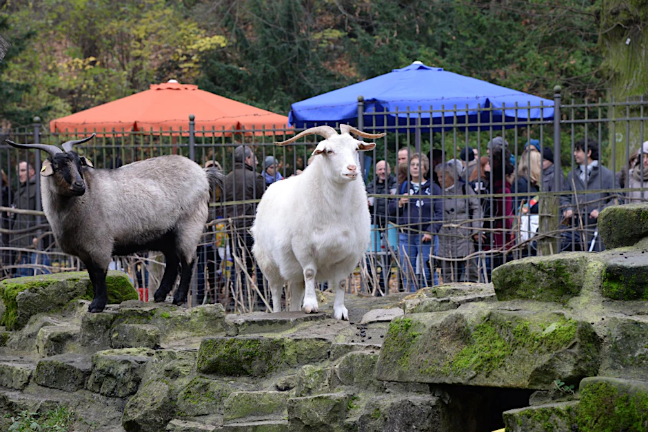 Die Zukunft der Ziegen vom Kreuzberger Viktoriapark ist wieder ungewiss.