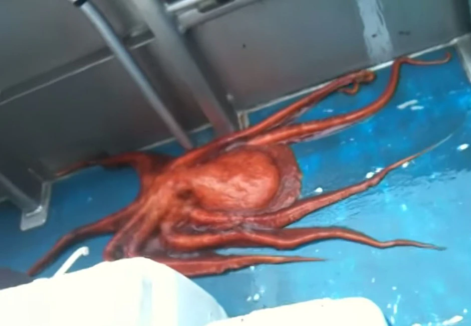 Der Oktopus verschwand durch einen winzigen Spalt.