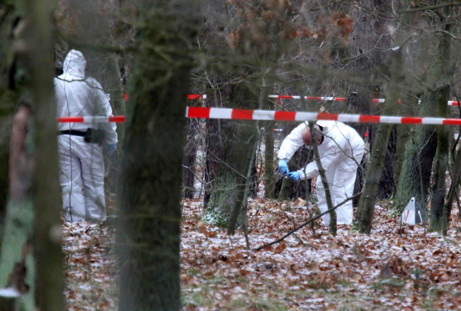 In diesem Waldstück in Berlin-Adlershof wurde eine Frauenleiche entdeckt.