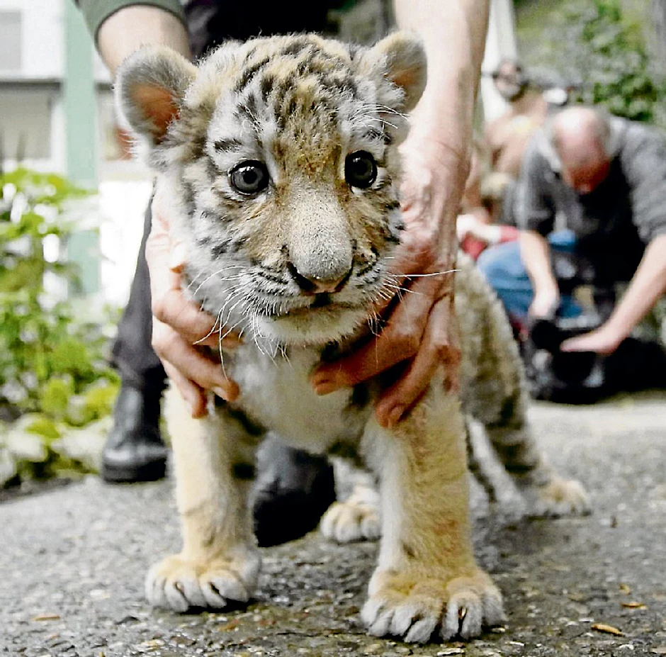 Alisha, das fünf Wochen alte Amur-Tiger-Baby aus dem Tierpark.