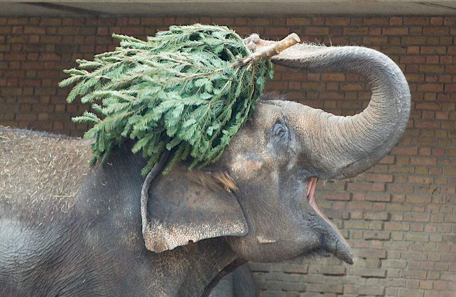 Weihnachtsbäume für die Elefanten im Zoo.