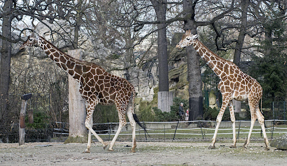 Der Giraffenbulle Abasi (rechts) verhederrte sich in einem Futternetz.