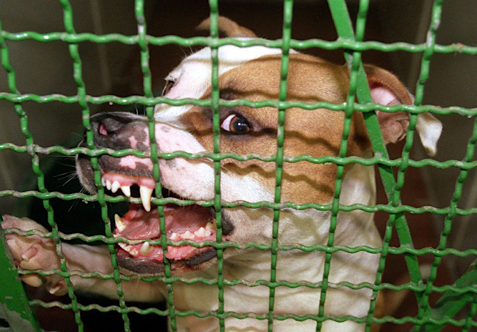Archivbild: Dieser Pitbull mit seinen bedrohlichen Zähnen wird als gefährlich eingestuft, doch die meisten Angriffe gingen von anderen Rassen aus.