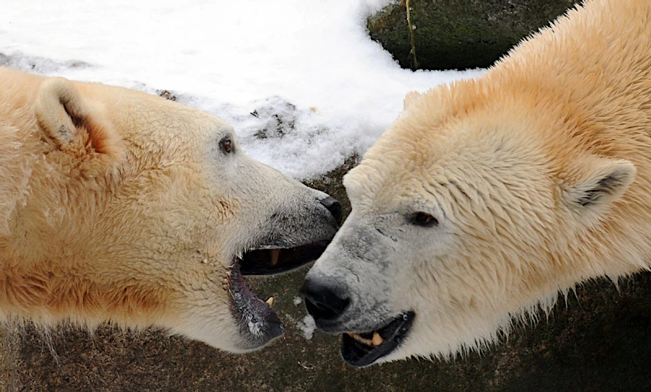 Eisbärin Tosca folgt ihrem Sohn Knut in den Bärenhimmel.