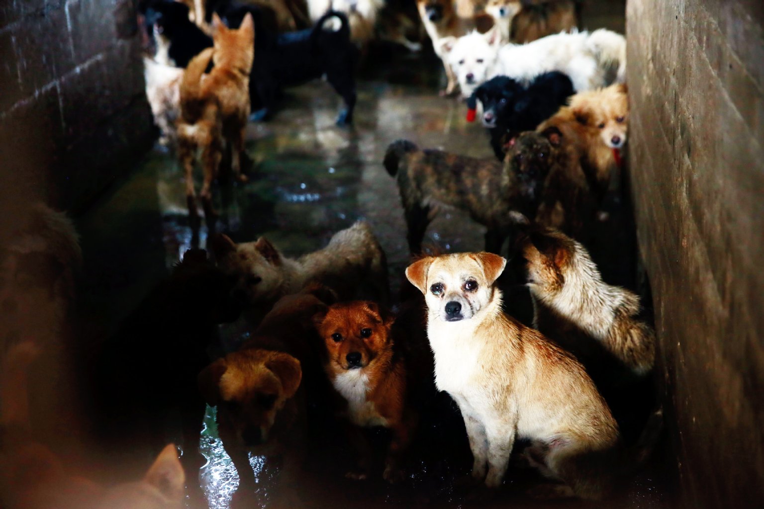 Die eingepferchten Hunde sind traumatisiert, oftmals halb verhungert, krank. Ihre traurigen Augen zeigen, dass sie ihr Schicksal erahnen.