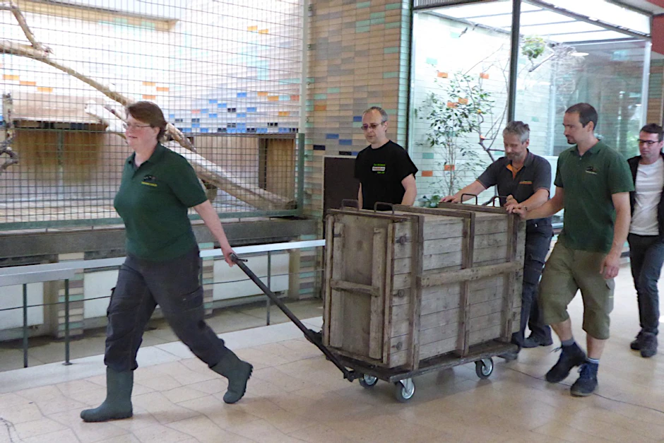 Tierpark-Pfleger rollen die Kiste mit Alisha ins Alfred-Brehm-Haus.
