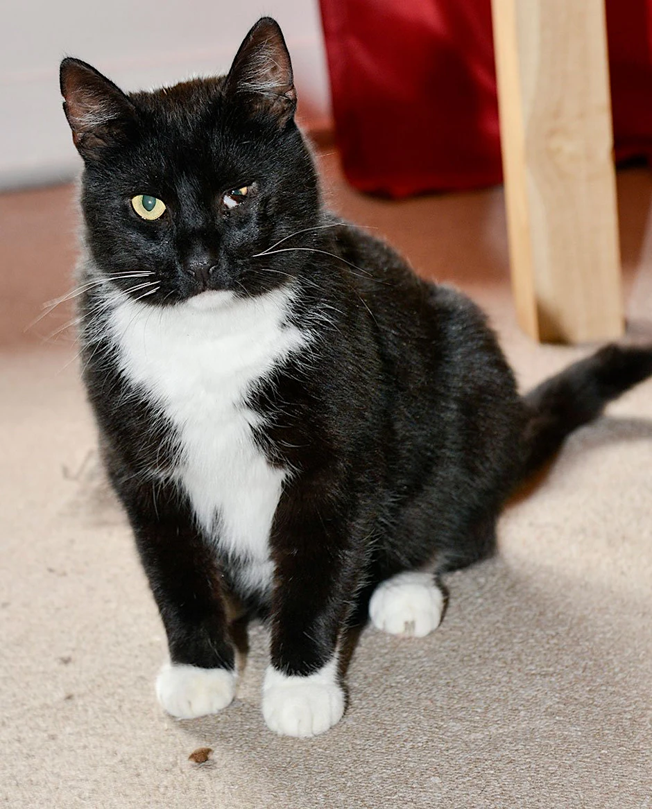 Kater Paule