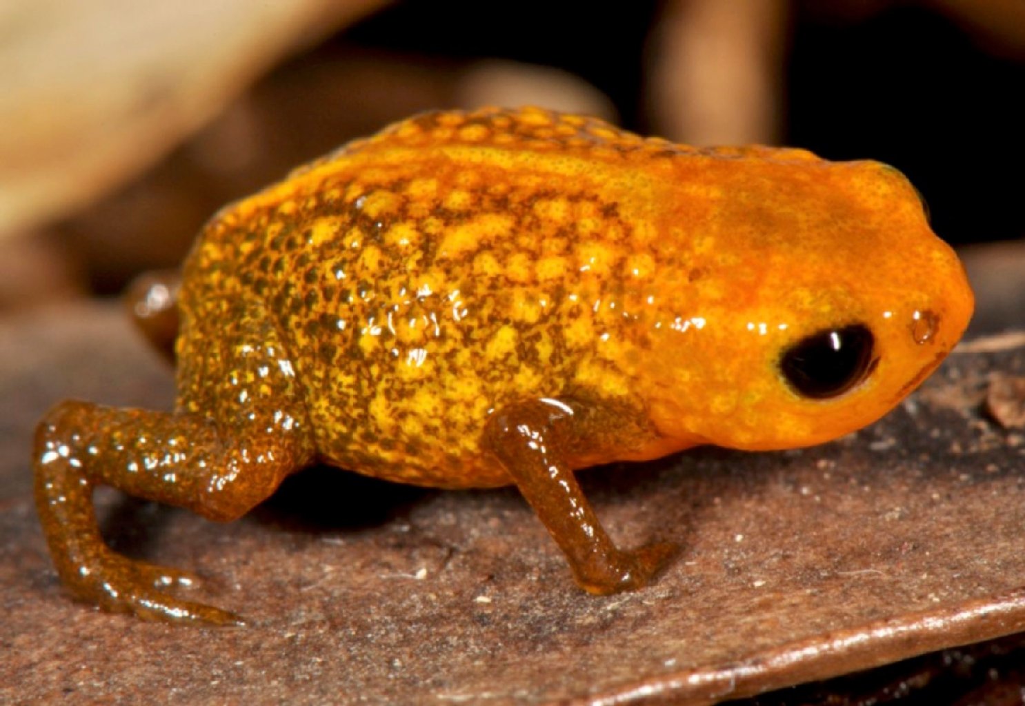 Der Miniaturfrosch Brachycephalus auroguttatus.