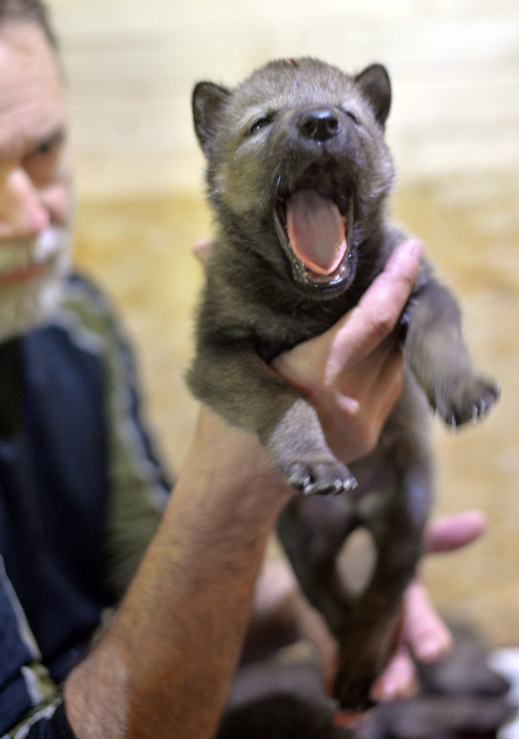 Einer der Welpen in den Händen von Wolfsexperte Runar Ness